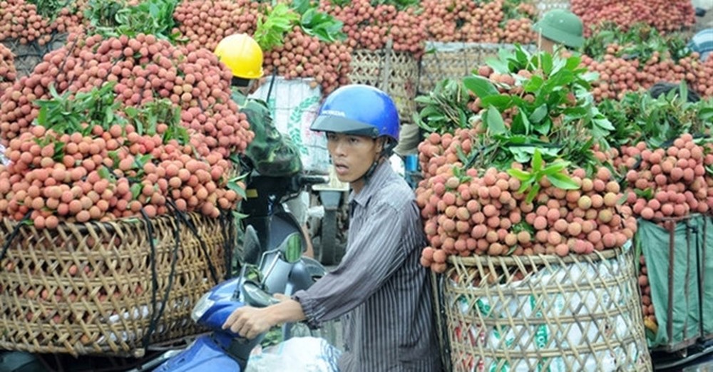 Vải thiều GAP, xu thế tất yếu để được mùa, được giá (16/7/2018)